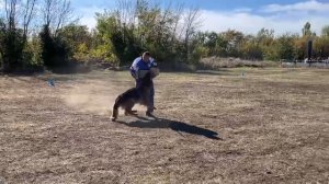 1 Отл. СС HOGAN di Casa Massarelli Лучшая защита! №94. РОСТОВ-НА-ДОНУ 28 сентября`25 Моно н/о