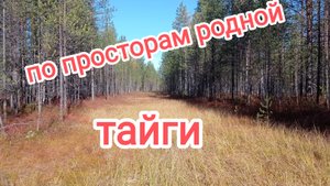 По просторам родной тайги.