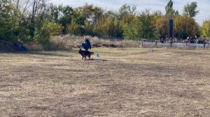 1 О/Отл. КЧК ЗАДИРА из Белого Яра +++ №113. РОСТОВ-НА-ДОНУ 28 сентября`25 Моно немецких овчарок