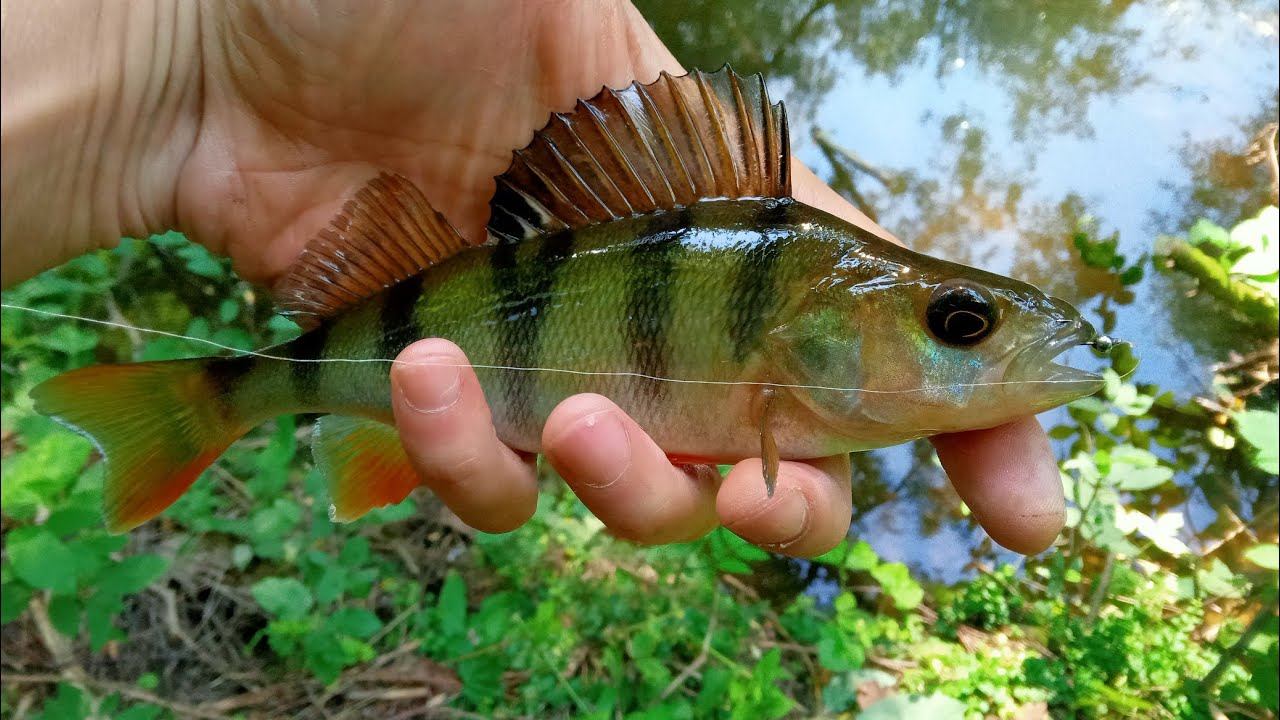 Мормышинг. Разнорыбица на вольфрам. смотреть онлайн