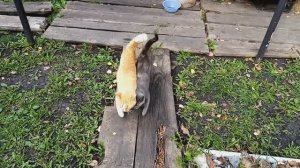 Ясно Солнце появился!