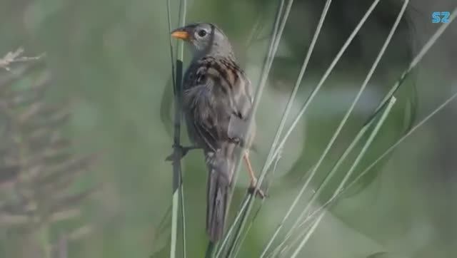 Sarban ساربان -  حال که دیوانه شدم میروی