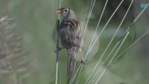 Sarban ساربان -  حال که دیوانه شدم میروی