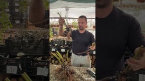 Выкопка и деление корней пионов. Как поделить куст без потерь.