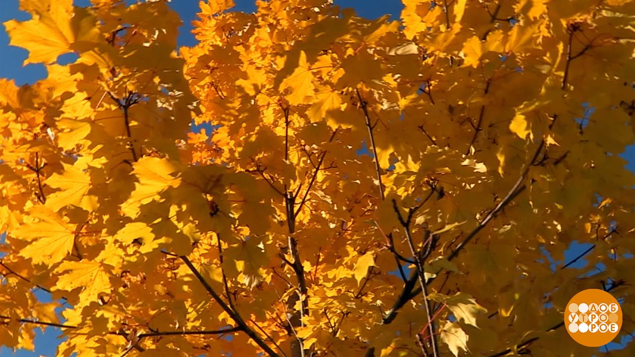 Золотая осень: догнать и перегнать! Доброе утро. Фрагмент выпуска от 29.09.2025