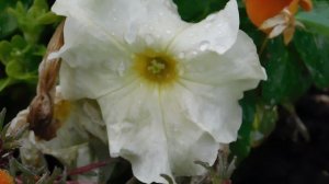 29=09=2025  ПВН  КМР . ОСЕНЬ .ДОЖДЬ.  MP4 (33)