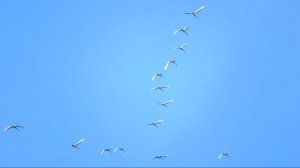 Лебеди-кликуны улетают на юг