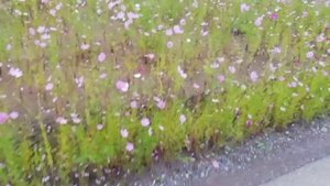 Осенние космеи