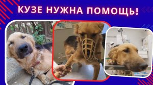 Заболел Кузя, нельзя не лечить