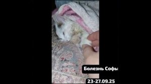 Софа. Больной котёнок.