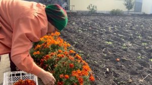 IMG_9102 Собираю черри и бархатцы.