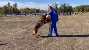 2 Отл. Зависть Богов ШЕНОН ++- №30. РОСТОВ-НА-ДОНУ 28 сентября`25 Моно немецких овчарок