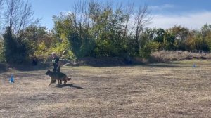 1 О/Отл. КЧК АМИР ХОГВАРТС Лучшая защита! №91. РОСТОВ-НА-ДОНУ 28 сентября`25 Моно немецких овчарок