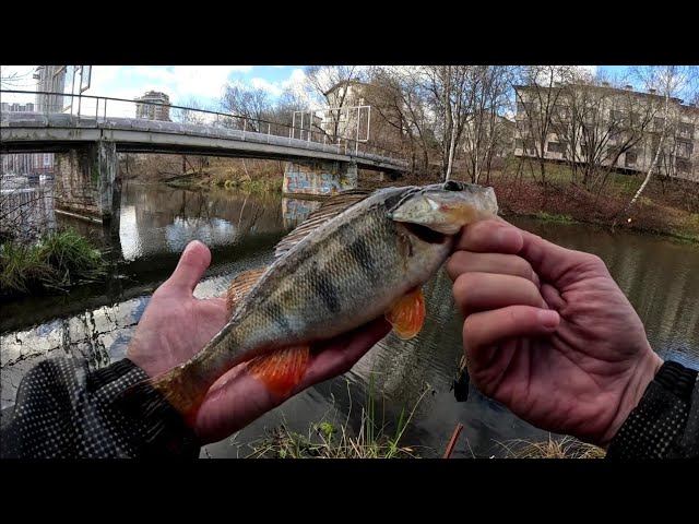Стритфишинг.Совместные Поиски Осеннего Окуня На Канале Имени Москвы. смотреть онлайн