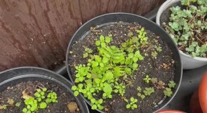 Маньчжурский орех - эксперимент удался.