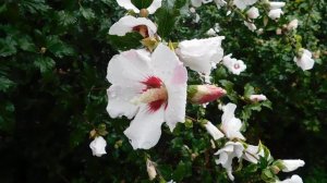 29=09=2025  ПВН  КМР . ОСЕНЬ .ДОЖДЬ.  MP4 (27)