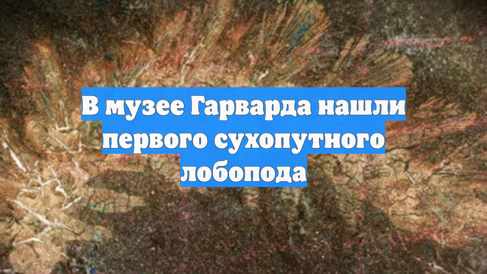 В музее Гарварда нашли первого сухопутного лобопода
