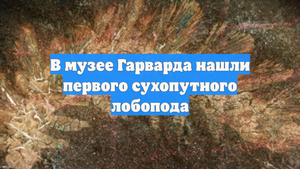 В музее Гарварда нашли первого сухопутного лобопода