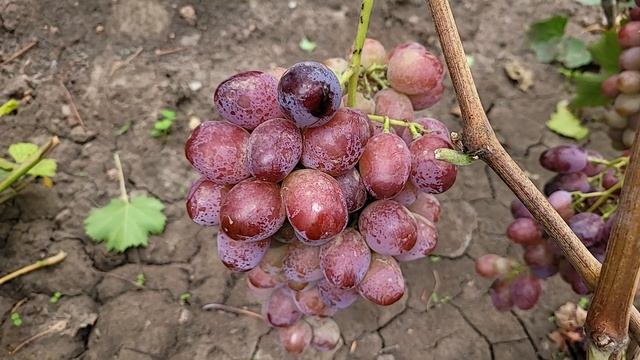 ОСТАТКИ ГФ ВИНОГРАДА НА 2 УЧАСТКЕ!!! смотреть онлайн