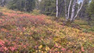 ПОД МОНЧЕГОРСКОМ ПОЛНО ГРИБОВ и ЯГОД! МОНЧЕТУНДРА В ТЕПЛЫЙ ДЕНЬ 29 сентября!