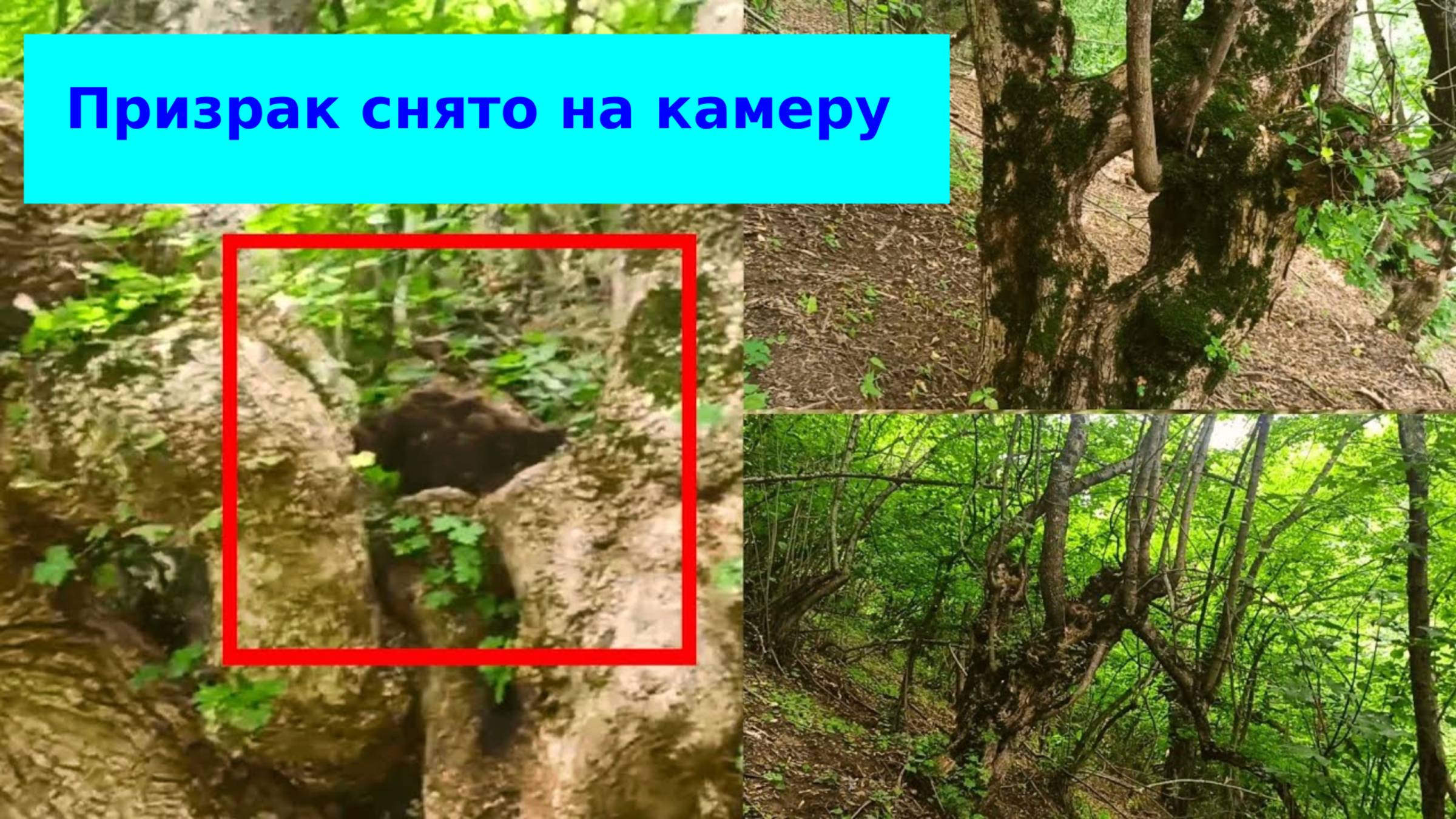 Призрак снятый на камеру в лесу страшном | Реальные жуткие видео смотреть онлайн