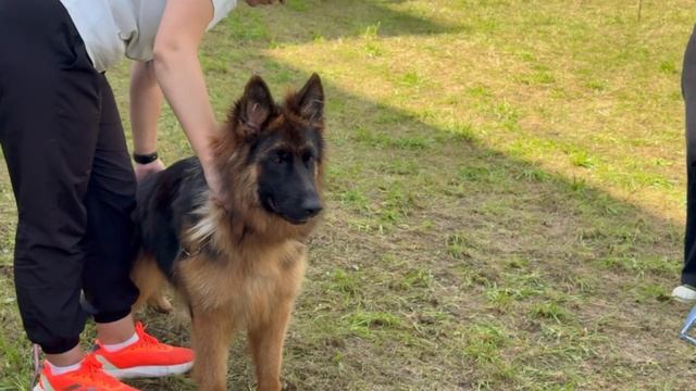 ПОДРОСТКИ СУКИ ДШ / КЧК ИЖЕВСК 14 сентября`25 Д.Трофимов Моно немецких овчарок