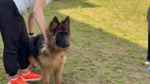 ПОДРОСТКИ СУКИ ДШ / КЧК ИЖЕВСК 14 сентября`25 Д.Трофимов Моно немецких овчарок