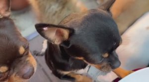 Все с удовольствием полакомились.