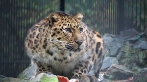 Ужин у леопардов Хиллари, Катанги и леопарда без имени.