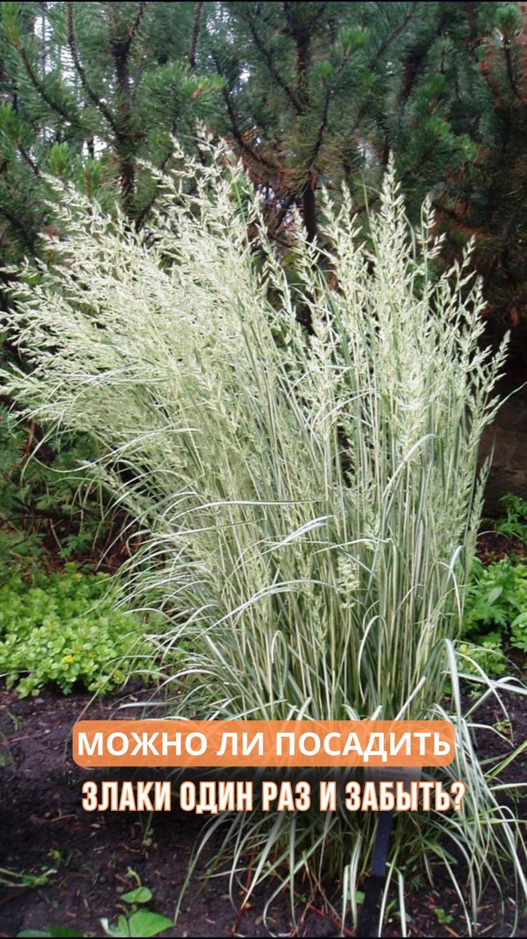 Можно ли посадить злаки один раз и забыть? смотреть онлайн