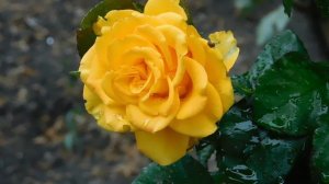 29=09=2025  ПВН  КМР . ОСЕНЬ .ДОЖДЬ.  MP4 (13)