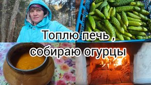 Топлю печь ,собираю огурцы после заморозка.