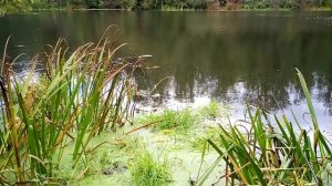 НА РЫБАЛКЕ ВОЮЮ С УТКОЙ