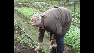 Сажаем чеснок и лук под зиму. Урожай лука порея.