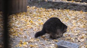 На улице холодно и все еноты залезли повыше спать, кроме одного енотика 24.09.2025