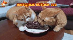 Нарядные Котики расслабляются на солнышке 🌞 🐈🐈🐈 (328)