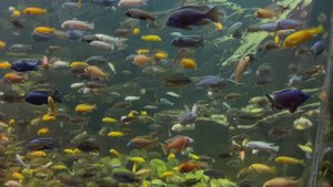 Воронежский океанариум