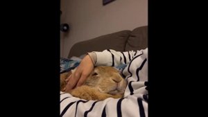 Спокойной ночи