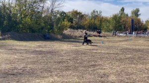 3 Отл. CHEFF Highborn Guard +++ №92. РОСТОВ-НА-ДОНУ 28 сентября`25 Моно немецких овчарок