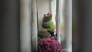 кот- любовь -цветы .