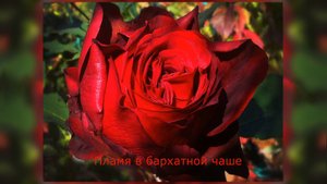 ПЛАМЯ В БАРХАТНОЙ ЧАШЕ