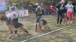 МОЛОДЫЕ СУКИ / Кубок НКП РОСТОВ-НА-ДОНУ 28 сентября`25 Z.Najdovski, Е.Близнецова  Моно н/о