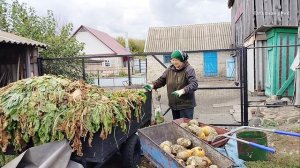 Капуста и кормовая свёкла на очереди