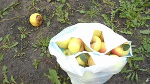 Яблоки на халяву.