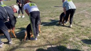 ЩЕНКИ СУКИ / Кубок НКП РОСТОВ-НА-ДОНУ 28 сентября`25 Z.Najdovski, Е.Близнецова  Моно н/о