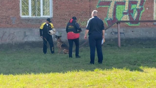 2 Отл. СС EVANDZHELEN LI LI f. Festburg +++ №16. ИЖЕВСК 14 сентября`25 Моно немецких овчарок