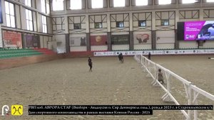 РВП коб. АВРОРА СТАР  (Визборн - Андалусия о. Сир Доннервелл ольд.), 2023 г.р.