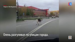 В Муравленко заметили необычного гостя