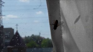 Как умываются мухи