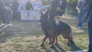 МОЛОДЫЕ КОБЕЛИ ДШ / Кубок НКП РОСТОВ-НА-ДОНУ 28 сентября`25 Z.Najdovski, Е.Близнецова  Моно н/о